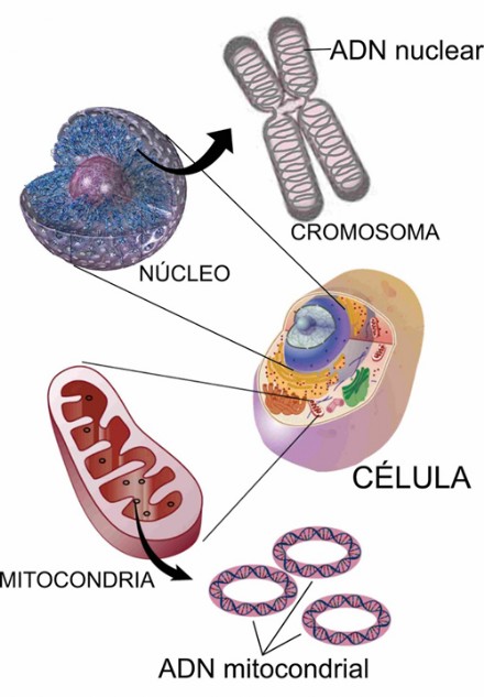 Transmissão DNA Célula Mitocondrial